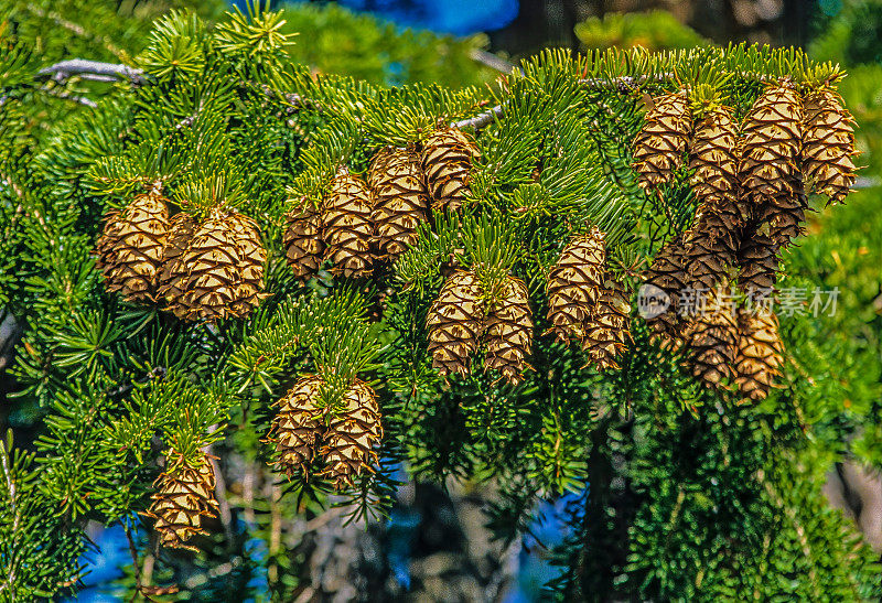 花旗松(pseudosuga menziesii)是松科松树科常绿针叶树。它原产于北美西部，也被称为道格拉斯冷杉，道格拉斯云杉。树的雌球果。